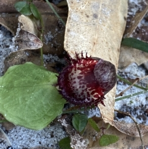 Corysanthes pruinosus at Jervis Bay, JBT - suppressed