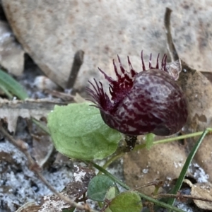 Corysanthes pruinosus at Jervis Bay, JBT - 14 Jun 2022