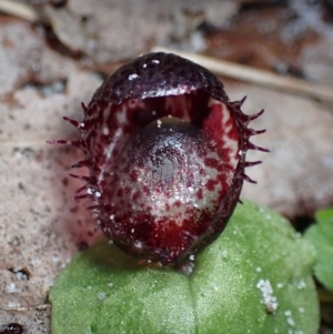 Corysanthes pruinosus at Jervis Bay, JBT - suppressed