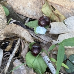 Corysanthes pruinosus at Jervis Bay, JBT - suppressed
