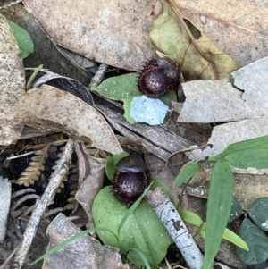 Corysanthes pruinosus at Jervis Bay, JBT - suppressed