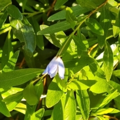 Billardiera heterophylla at Farrer, ACT - 18 Jun 2022