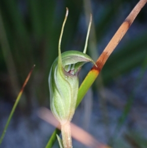 Pterostylis concinna at Jervis Bay, JBT - suppressed