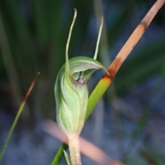 Pterostylis concinna (Trim Greenhood) at Jervis Bay, JBT - 14 Jun 2022 by AnneG1