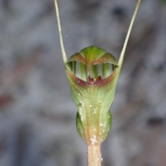 Pterostylis concinna at Jervis Bay, JBT - 14 Jun 2022