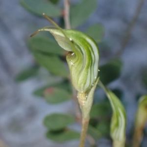 Pterostylis concinna at Jervis Bay, JBT - suppressed