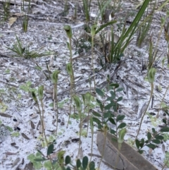 Pterostylis concinna at Jervis Bay, JBT - suppressed