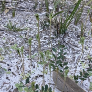 Pterostylis concinna at Jervis Bay, JBT - suppressed