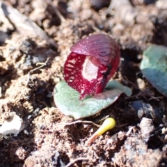 Corybas undulatus (Tailed Helmet Orchid) at Hyams Beach, NSW - 21 May 2022 by AnneG1