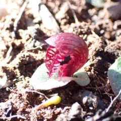 Corybas undulatus at Hyams Beach, NSW - suppressed