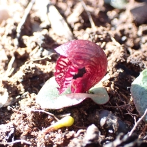 Corybas undulatus at Hyams Beach, NSW - 21 May 2022