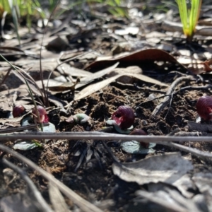 Corybas undulatus at Hyams Beach, NSW - 21 May 2022