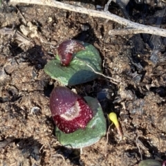 Corybas undulatus at Hyams Beach, NSW - 21 May 2022