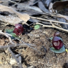 Corybas undulatus at Hyams Beach, NSW - suppressed