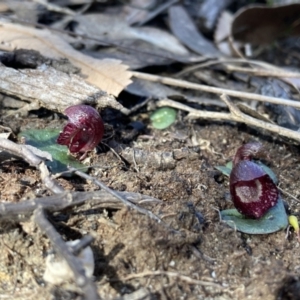 Corybas undulatus at Hyams Beach, NSW - 21 May 2022