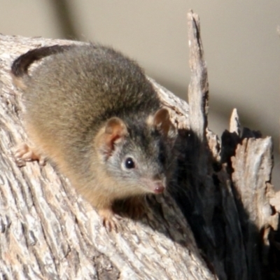 Antechinus flavipes (Yellow-footed Antechinus) at Table Top, NSW - 18 Jun 2022 by PaulF