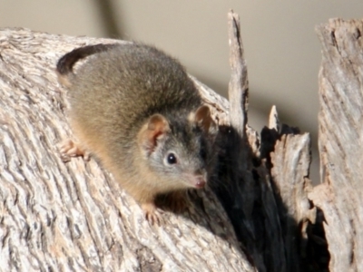 Antechinus flavipes (TBC) at Table Top, NSW - 18 Jun 2022 by PaulF