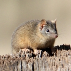 Antechinus flavipes at Table Top, NSW - 18 Jun 2022 11:44 AM
