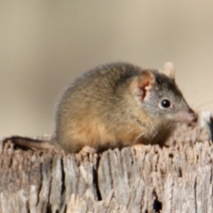 Antechinus flavipes at Table Top, NSW - 18 Jun 2022 11:44 AM