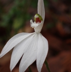 Caladenia picta (Painted Fingers) at Hyams Beach, NSW - 21 May 2022 by AnneG1