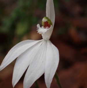 Caladenia picta at Hyams Beach, NSW - suppressed