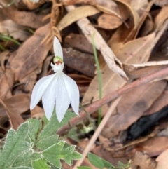 Caladenia picta at Hyams Beach, NSW - suppressed