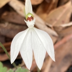 Caladenia picta at Hyams Beach, NSW - 21 May 2022