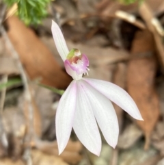 Caladenia picta at Hyams Beach, NSW - 21 May 2022