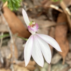 Caladenia picta at Hyams Beach, NSW - suppressed