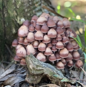 Mycena 'clarkeana group' at Flynn, ACT - 18 Jun 2022 11:44 AM