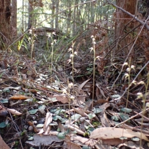 Acianthus fornicatus at Huskisson, NSW - suppressed