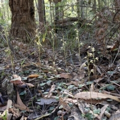 Acianthus fornicatus at Huskisson, NSW - suppressed