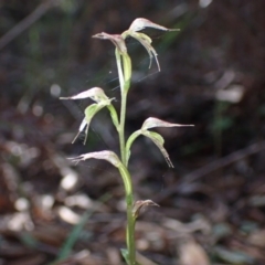 Acianthus fornicatus at Huskisson, NSW - 19 May 2022