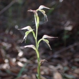 Acianthus fornicatus at Huskisson, NSW - 19 May 2022