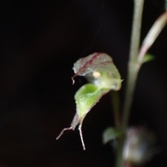 Acianthus fornicatus at Huskisson, NSW - 19 May 2022