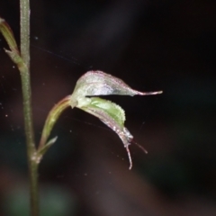 Acianthus fornicatus at Huskisson, NSW - suppressed