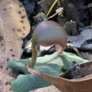 Corybas aconitiflorus at Huskisson, NSW - 19 May 2022