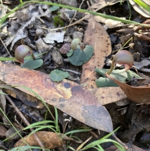 Corybas aconitiflorus at Huskisson, NSW - suppressed