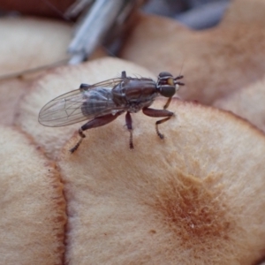 Tapeigaster nigricornis at Murrumbateman, NSW - 18 Jun 2022