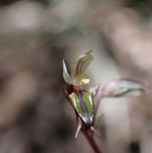 Acianthus exsertus at Huskisson, NSW - suppressed