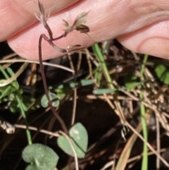 Acianthus exsertus at Huskisson, NSW - suppressed