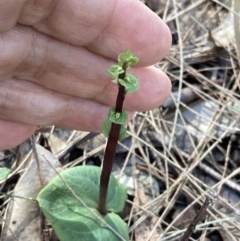 Acianthus exsertus at Huskisson, NSW - suppressed