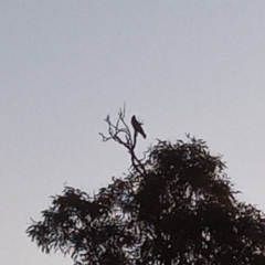 Callocephalon fimbriatum (Gang-gang Cockatoo) at Kambah, ACT - 18 Jun 2022 by MichaelBedingfield