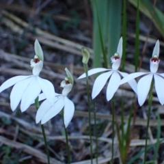 Caladenia picta (Painted fingers) at Booderee National Park - 18 May 2022 by AnneG1