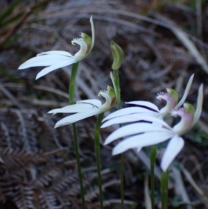 Caladenia picta at Jervis Bay, JBT - suppressed