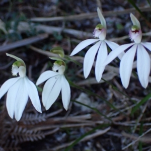 Caladenia picta at Jervis Bay, JBT - suppressed