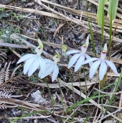 Caladenia picta at Jervis Bay, JBT - suppressed