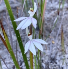 Caladenia picta (Painted Fingers) at Booderee National Park - 18 May 2022 by AnneG1