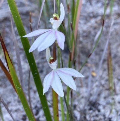 Caladenia picta (Painted Fingers) at Jervis Bay, JBT - 18 May 2022 by AnneG1