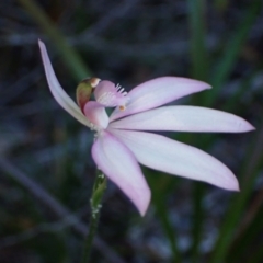 Caladenia picta at Jervis Bay, JBT - 18 May 2022